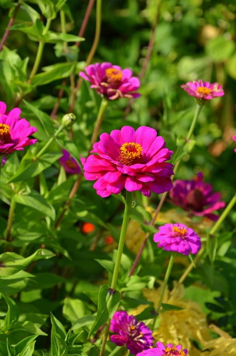 Zinnia elegans 'Super Yoga pourpre' (2)